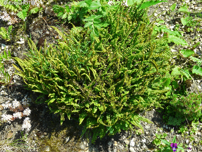  - Asplenium trichomanes - 