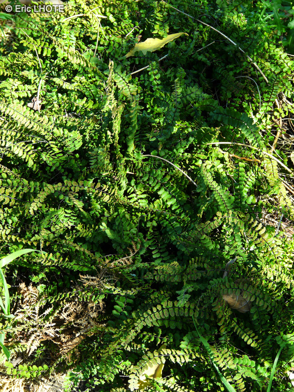 Aspleniaceae - Asplenium trichomanes - Capillaire des murailles