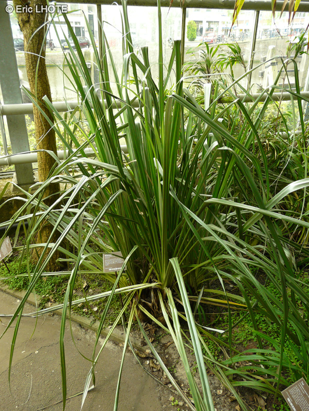 Liliaceae - Astelia banksii - Astelia de Banks, Wharawhara