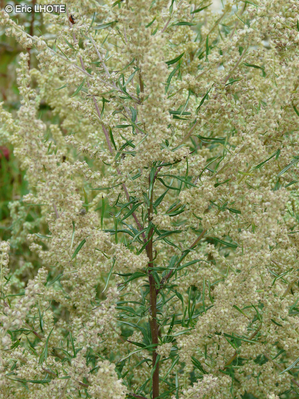  - Ambrosia artemisiifolia - 