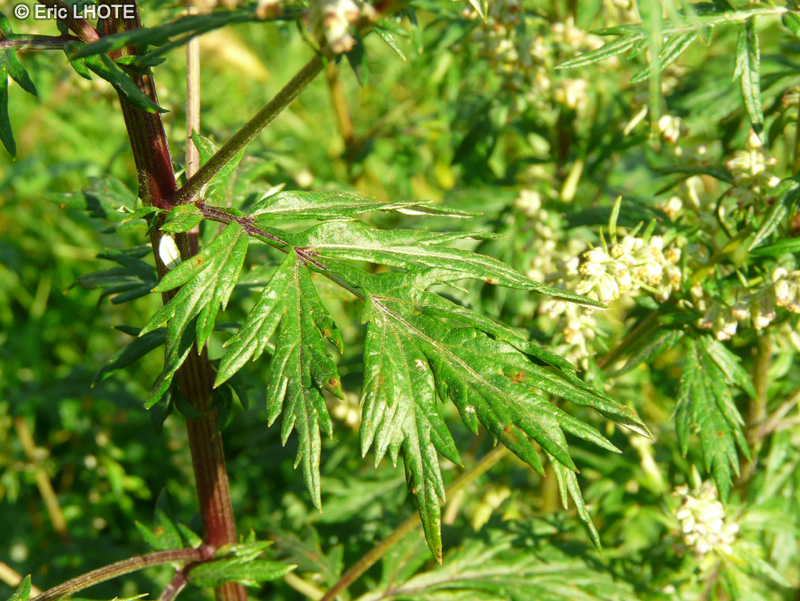 Asteraceae - Ambrosia artemisiifolia - Ambroisie à feuilles d’armoise, Ambroisie élevée