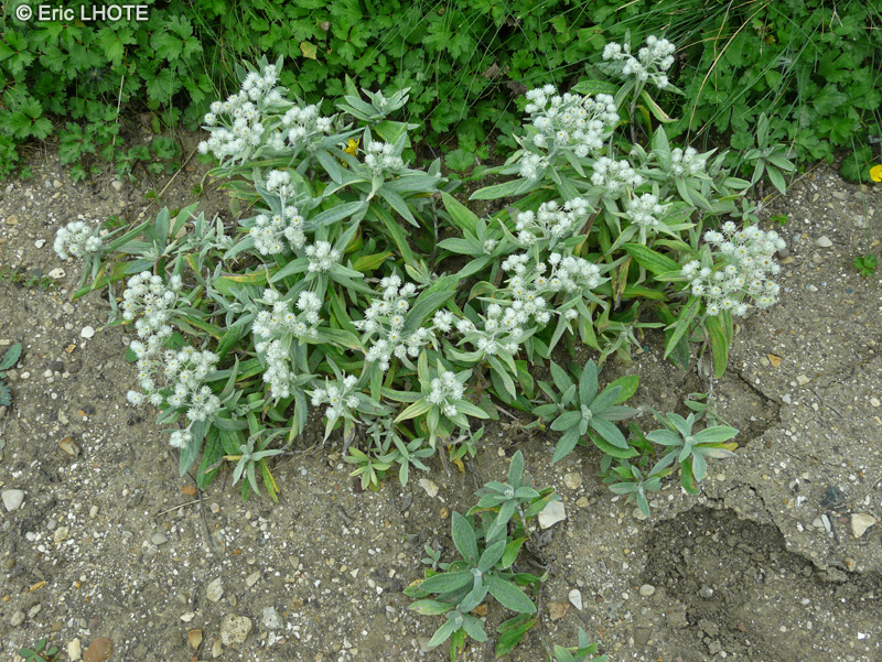 Asteraceae - Anaphalis triplinervis - Immortelle de l’Himalaya