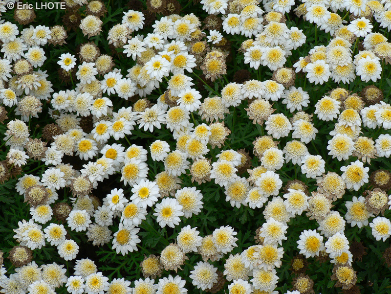 Asteraceae - Argyranthemum frutescens - Chrysanthème frutescent, Marguerite