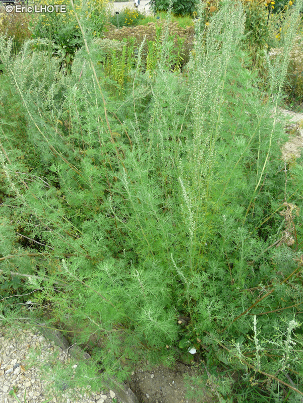 Asteraceae - Artemisia abrotanum - Armoise Citronelle, Aurone