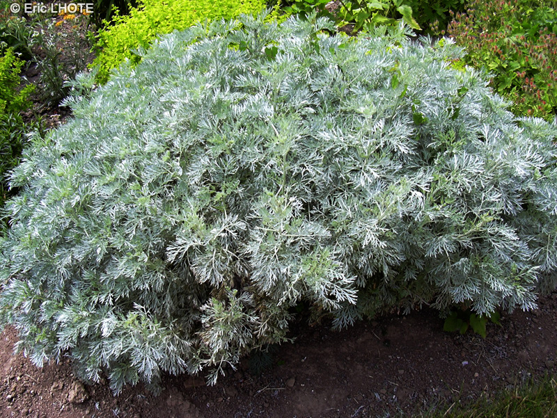 Asteraceae - Artemisia absynthium - Absinthe, Grande Absinthe, Armoise Absinthe