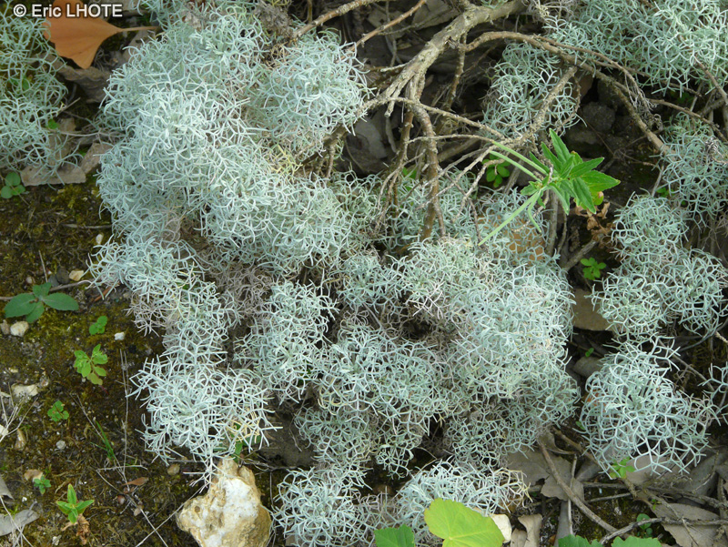  - Artemisia alba Canescens, Artemisia armeniaca, Artemisia splendens - 