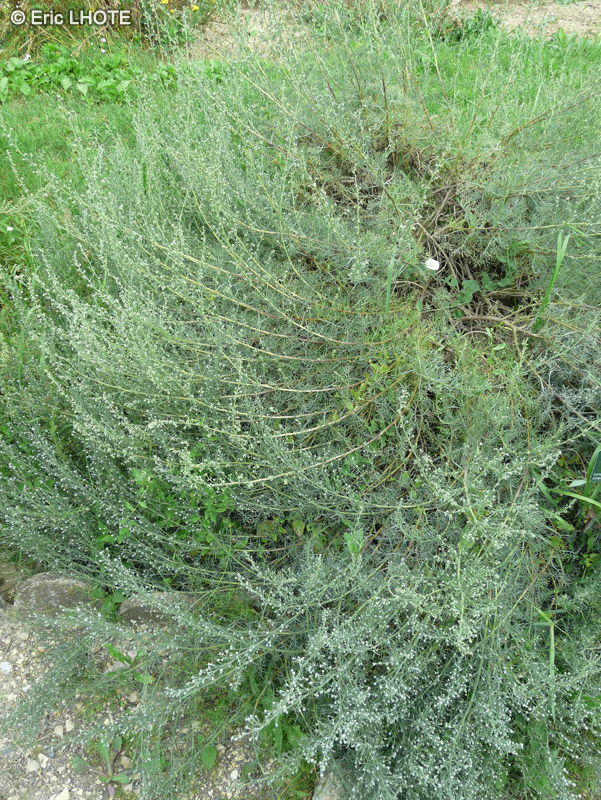  - Artemisia alba Canescens, Artemisia armeniaca, Artemisia splendens - 