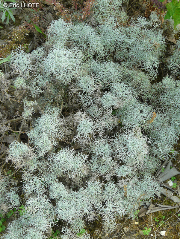 Asteraceae - Artemisia alba Canescens, Artemisia armeniaca, Artemisia splendens - Armoise argentée
