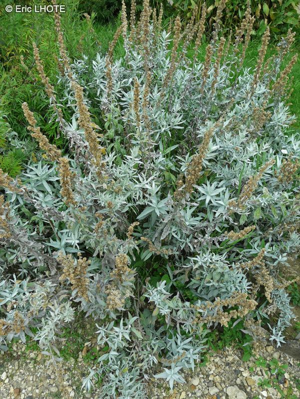 Asteraceae - Artemisia dracunculus - Estragon de Russie, Herbe dragon