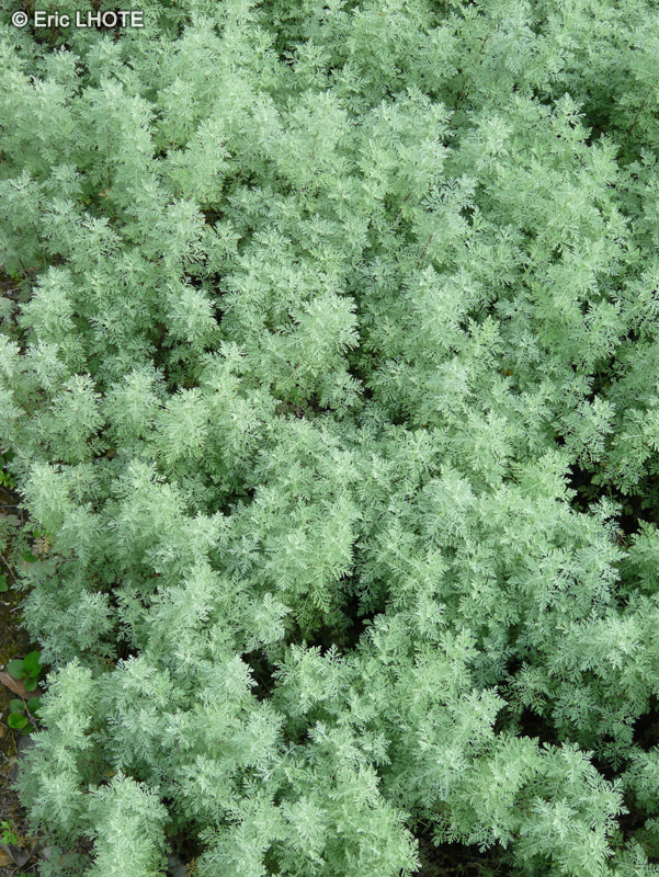 Asteraceae - Artemisia pontica - Armoise Romaine