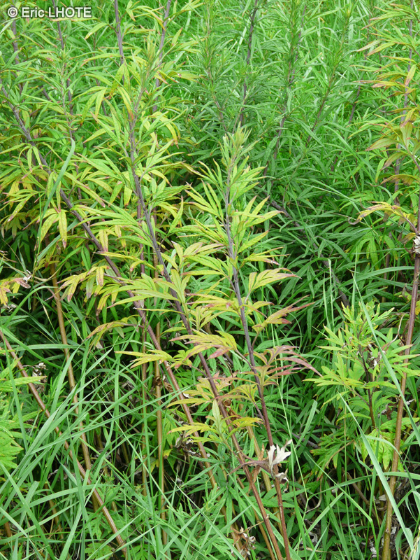 Asteraceae - Artemisia verlotiorum - Armoise des frères Verlot