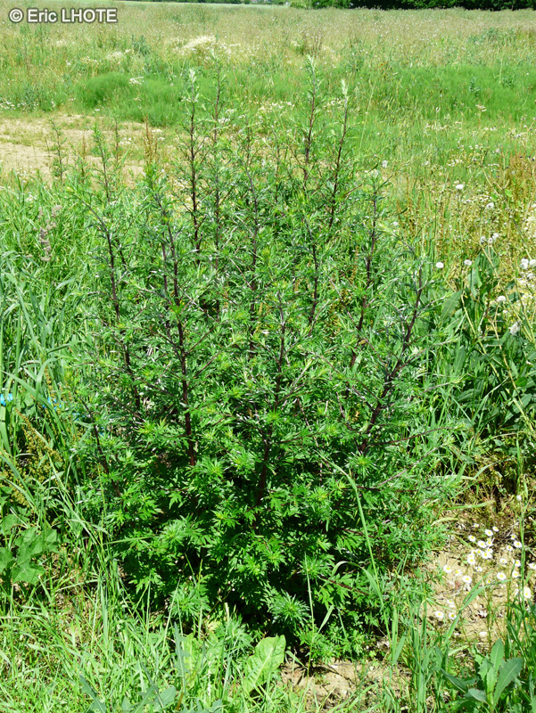  - Artemisia vulgaris - 