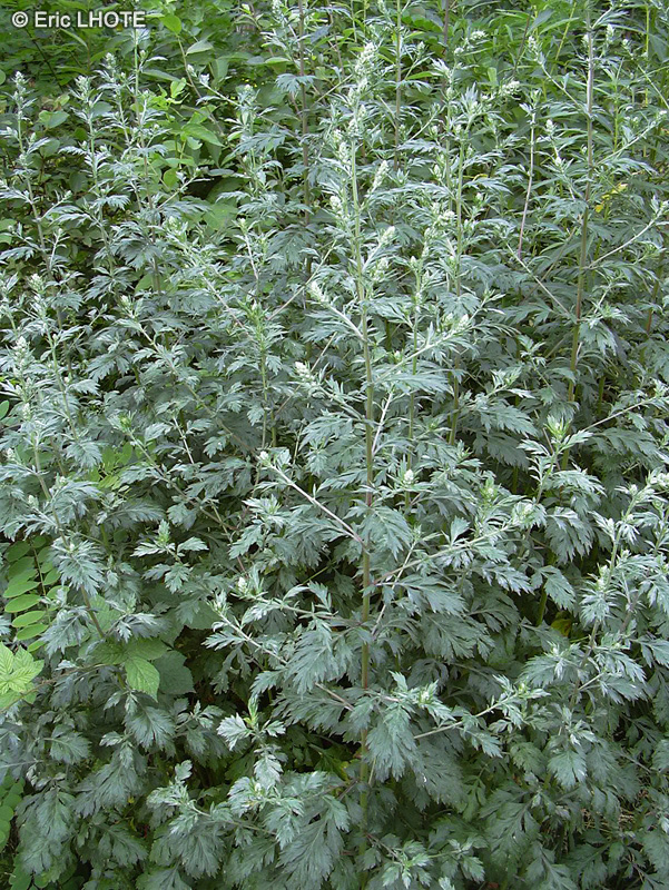 Asteraceae - Artemisia vulgaris - Armoise commune, Couronne de Saint Jean, Herbe royale
