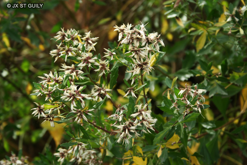 Asteraceae - Baccharis halimifolia - Baccharis à feuilles d’arroche, Séneçon en arbre