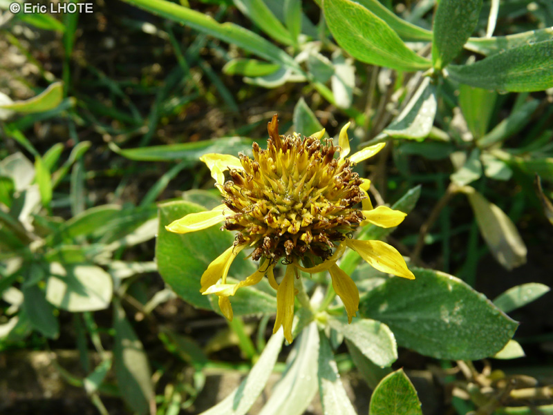 Asteraceae - Borrichia frutescens - Borrichia frutescens