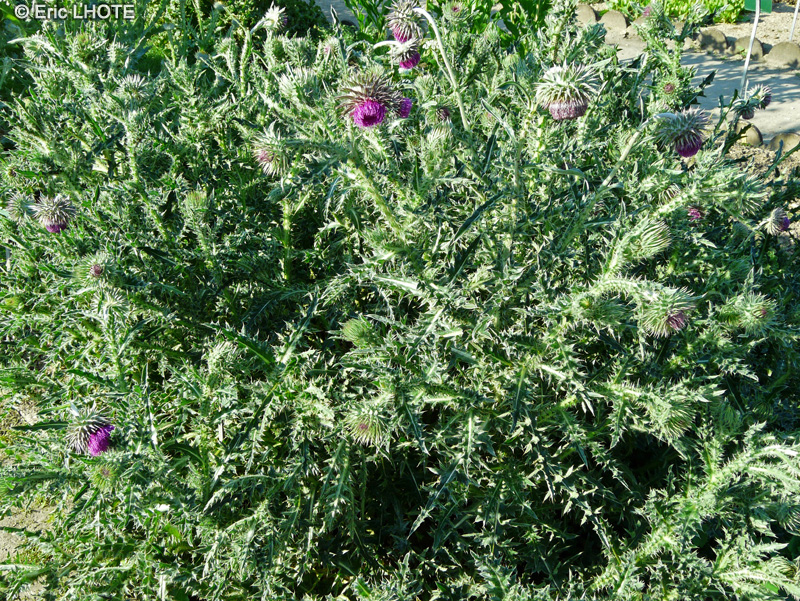 Asteraceae - Carduus nutans - Chardon penché