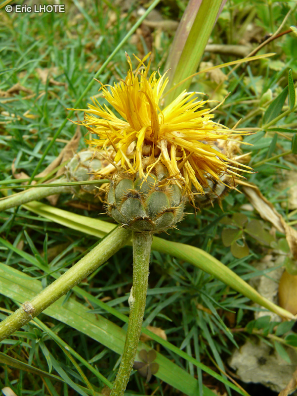  - Centaurea acaulis ssp. balansae - 