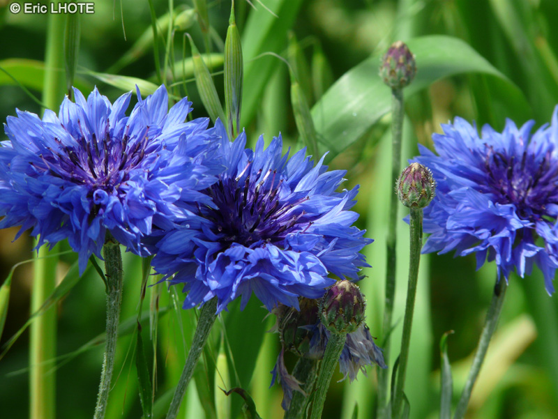 Asteraceae - Centaurea cyanus - Bleuet des champs, Casse-lunettes, Barbeau