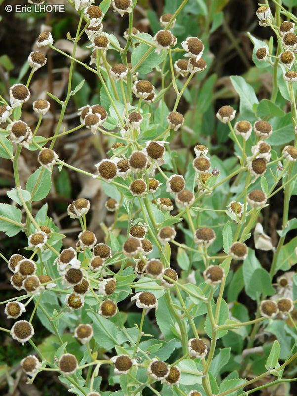 Asteraceae - Chrysanthemum balsamita, Tanacetum balsamita, Pyrethrum balsamita - Menthe coq, Chrysanthème balsamique