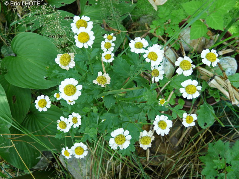  - Chrysanthemum parthenium, Tanacetum parthenium, Leucanthemum parthenium, Pyrethrum parthenium - 