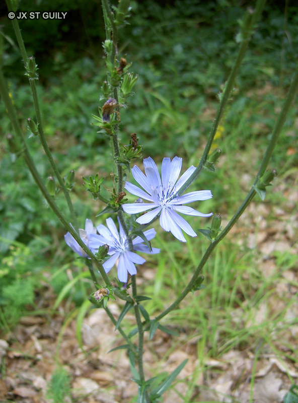 Asteraceae - Cichorium intybus - Chicorée sauvage