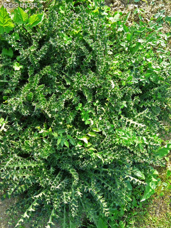 Asteraceae - Cirsium acaule - Cirse acaule