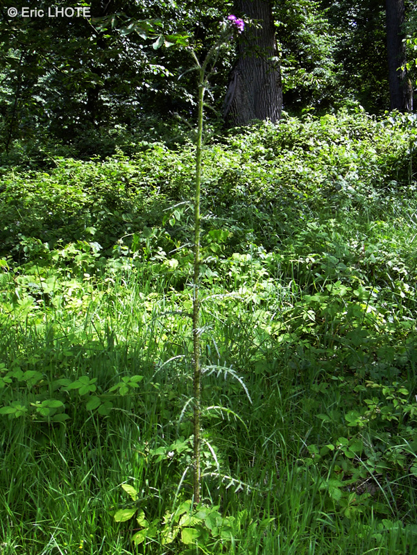 Asteraceae - Cirsium palustre - Cirse des marais