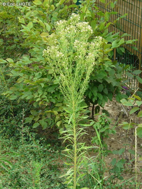 Asteraceae - Conyza canadensis, Erigeron canadensis - Vergerette du Canada