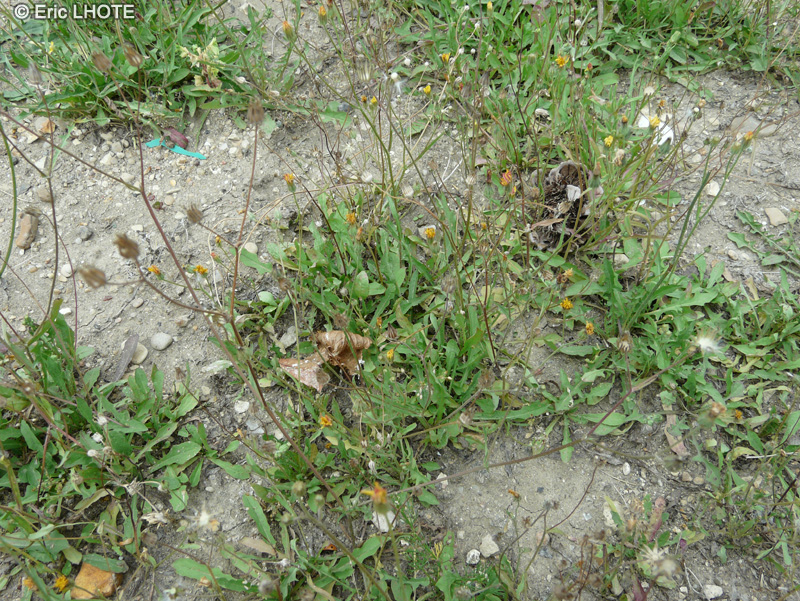 Asteraceae - Crepis capillaris - Crépide capillaire, Crépis verdâtre