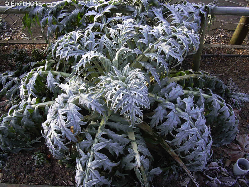 Asteraceae - Cynara cardunculus - Artichaut, Artichaut sauvage, Cardon, Cardon d’Espagne, Chardonette