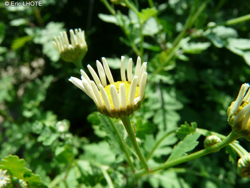  - Dendranthema indicum, Chrysanthemum indicum - 
