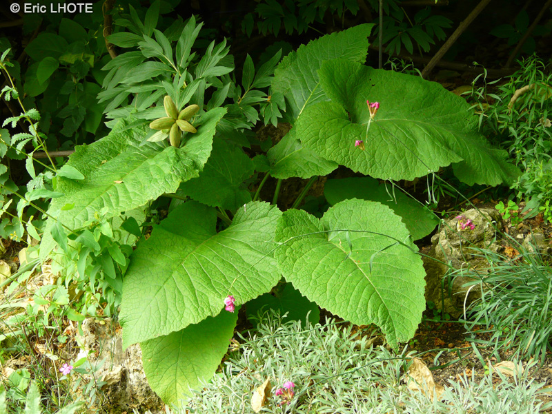 Asteraceae - Doronicum austriacum - Doronic d’Autriche