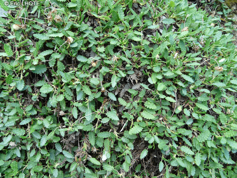 Asteraceae - Dryas octopetala - Dryade à huit pétales