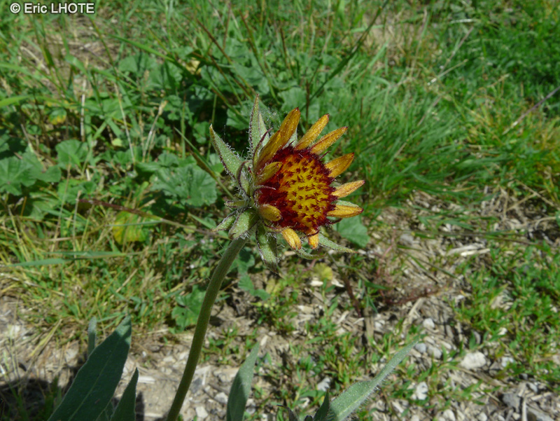 Asteraceae - Gaillardia aristata - Gaillarde