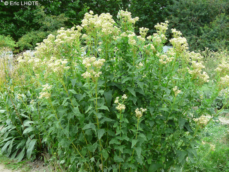 Asteraceae - Hasteola suaveolens, Cacalia suaveolens, Synosma suaveolens - Sweet-scented Indian Plantain, False Indian Plantain