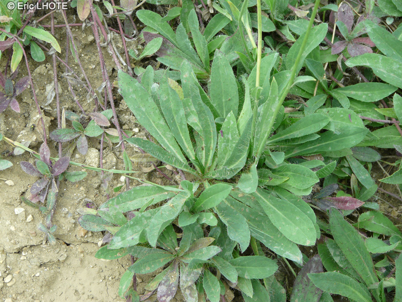 Asteraceae - Hieracium argillaceum - Epervière de Lachenal