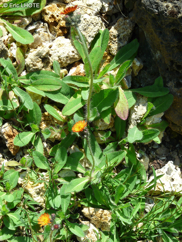 Asteraceae - Hieracium aurantiacum - Piloselle orangée, Epervière orangée