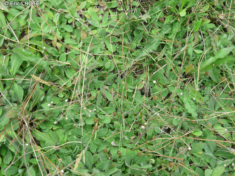 Asteraceae - Hieracium bupleuroides - Epervière buplèvre