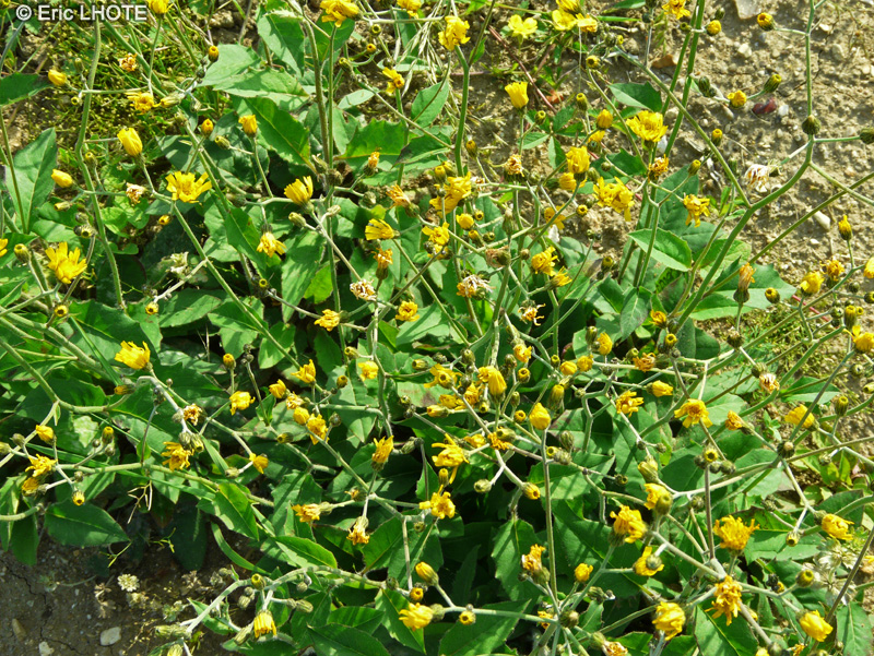 Asteraceae - Hieracium murorum - Epervière des murs