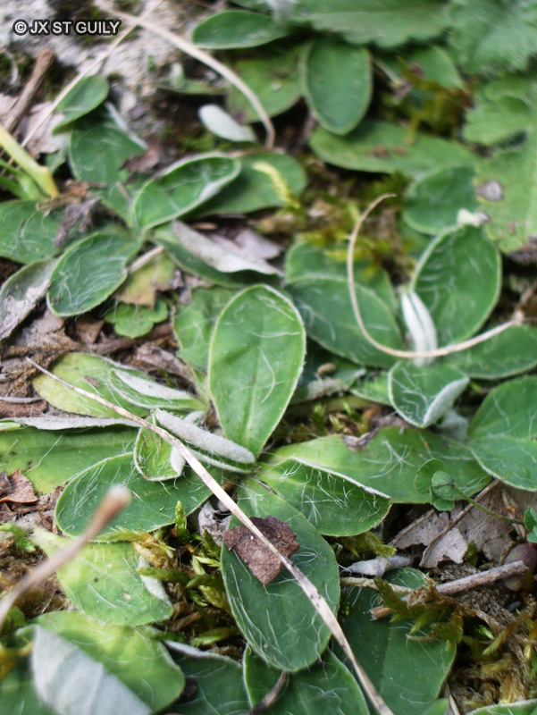 Asteraceae - Hieracium pilosella - Epervière piloselle, Oreille de souris