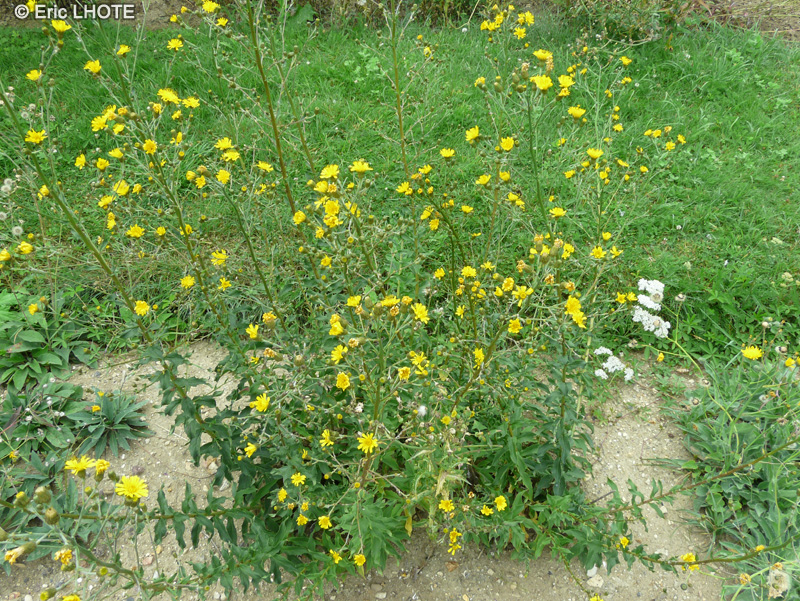 Asteraceae - Hieracium sabaudum - Epervière de Savoie