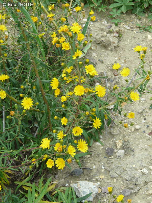 Asteraceae - Hieracium umbellatum - Epervière en ombelle