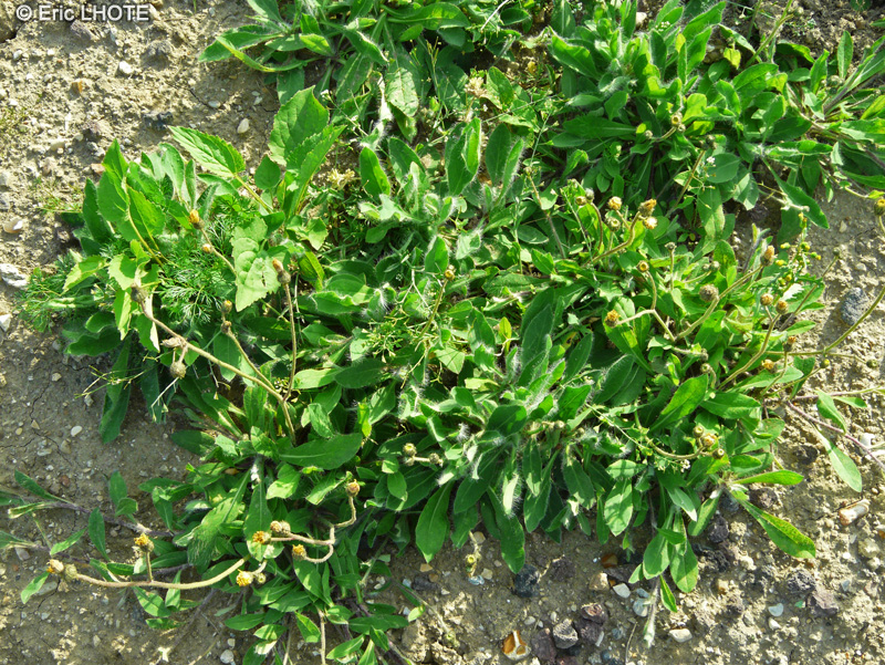 Asteraceae - Hieracium villosum - Epervière velue