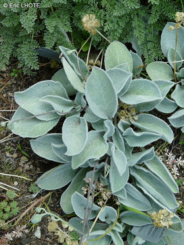 Asteraceae - Hieracium waldsteinii - Epervière