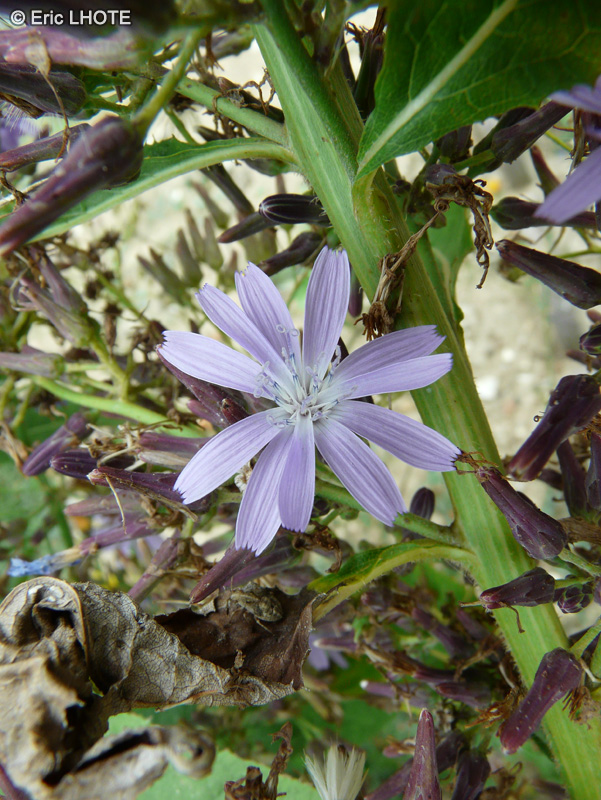 Asteraceae - Lactuca bourgaei, Cicerbita bourgaei, Mulgedium bourgaei - Laitue bourgaei