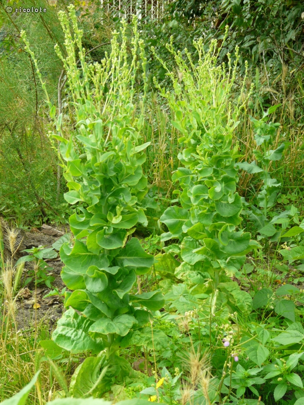 Asteraceae - Lactuca sativa - Laitue, salade verte