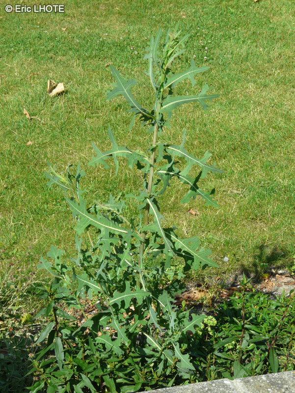 Asteraceae - Lactuca serriola, Lactuca scariola - Laitue scariole, Laitue sauvage