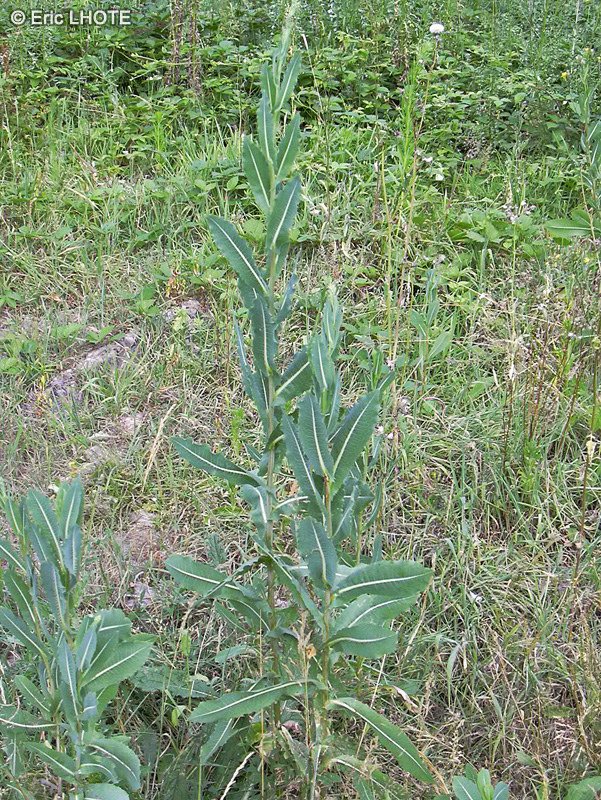 Asteraceae - Lactuca virosa - Laitue vireuse