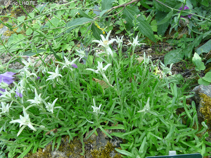 Asteraceae - Leontopodium stracheyi - Edelweiss