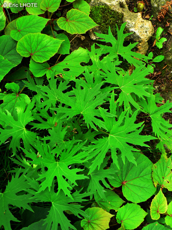 Asteraceae - Ligularia przewalskii - Ligulaire de Przewalskii